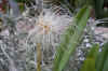 Bulbophyllum.medusae.jpg (52989 bytes)