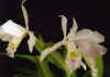 Cattleya.labiata.autumnalis.jpg (29355 bytes)