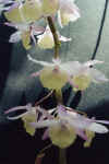 Dendrobium.pierardii.jpg (33350 bytes)