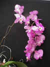 Phalaenopsis.jpg (42789 bytes)